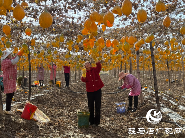 確山任店鎮(zhèn):小瓜蔞變身“金葫蘆” 特色種植助農(nóng)增收