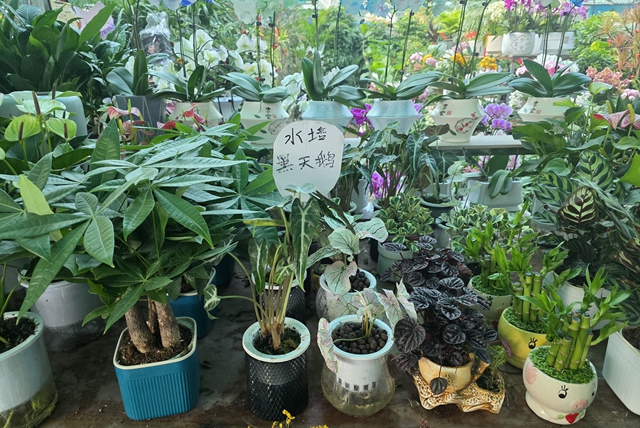 寒冬“綠意消費(fèi)”升溫 陽(yáng)臺(tái)小盆栽帶火花市